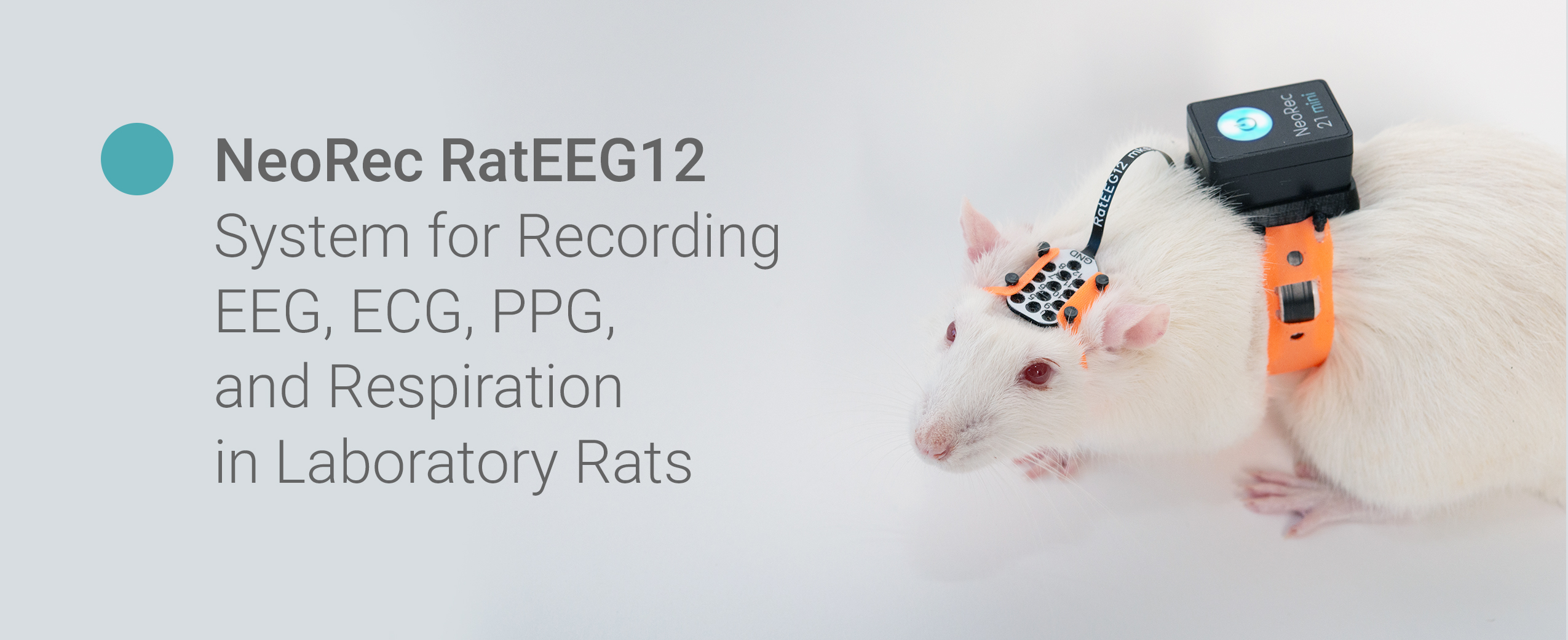 NeoRec RatEEG12: EEG, ECG, Respiration, and PPG in Laboratory Rats — Non-Invasive and Lightweight