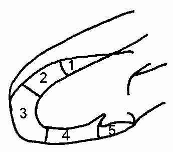Парастернальная длинная ось.
