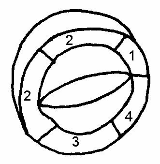 Парастернальная короткая ось на уровне митрального клапана.