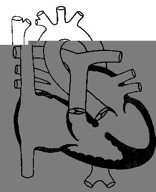 ���������������� ������ ��������������� �����������.