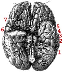 Артерии головного мозга картинка